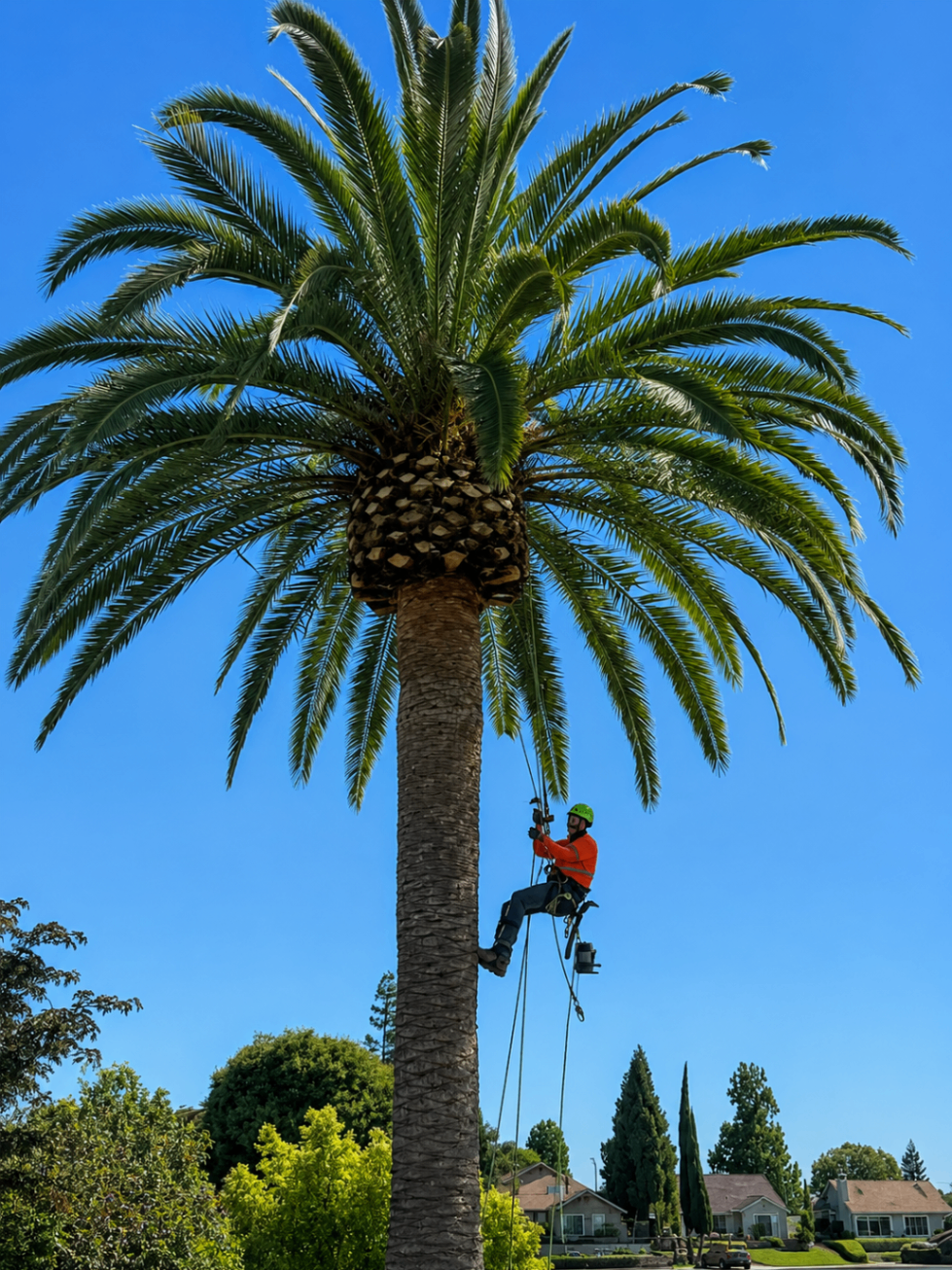 Rooted Arbor Care climber rigged into a tall date palm, trimming fronds