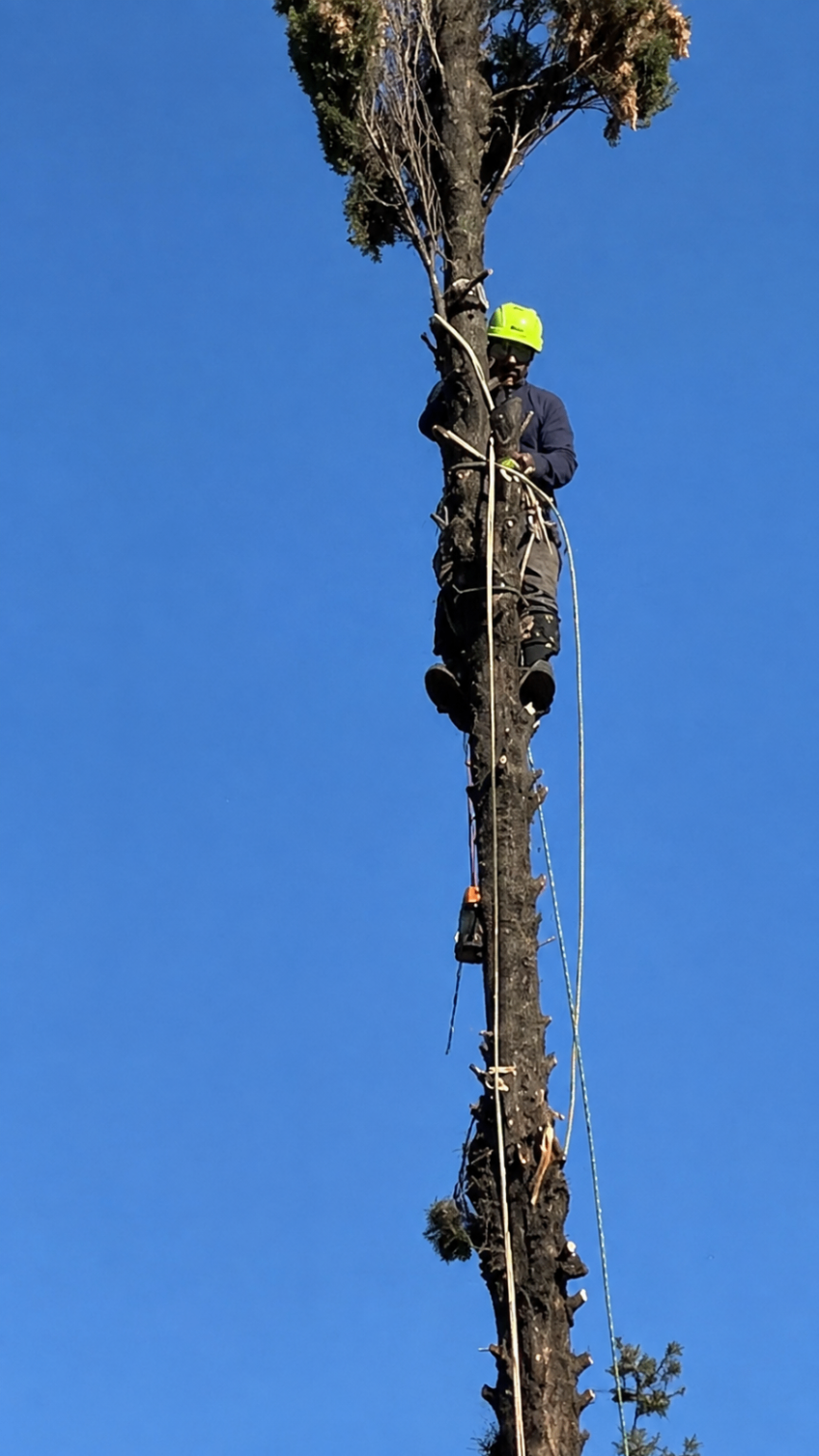 Arborist climbing a stripped spar against a clear blue sky