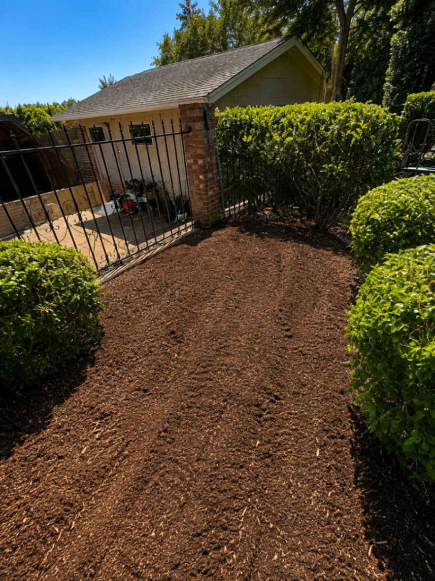 Clean mulched walkway finished after tree work