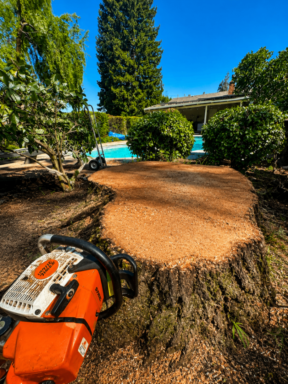 Freshly cut stump with a Stihl chainsaw beside a backyard pool