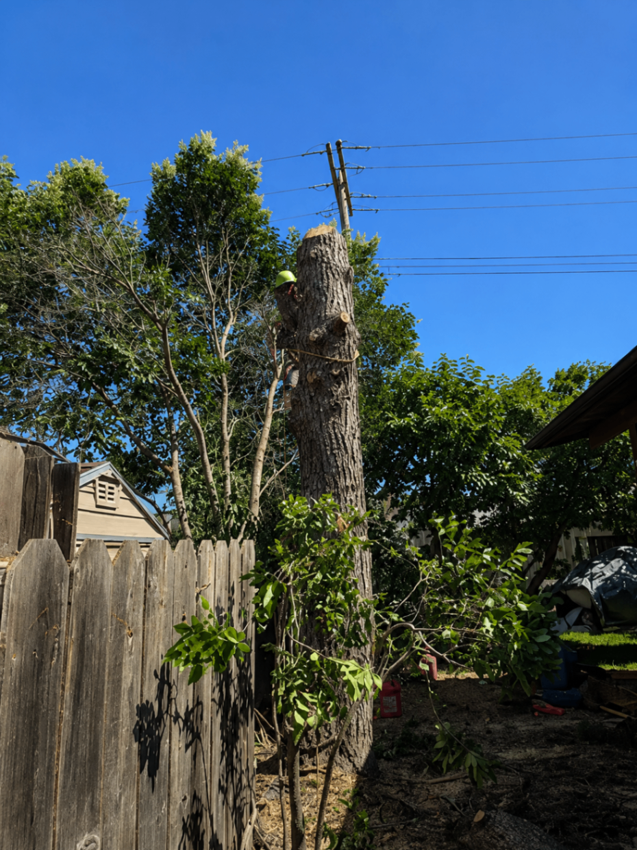 Climber dismantling a topped trunk near a residential fence line
